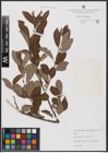 Foto von Salix aurita L. x Salix cinerea L.